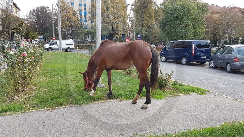 FOTO/VIDEO. Cal, la plimbare prin Satu Mare. A intervenit Poliția Locală și Jandarmeria