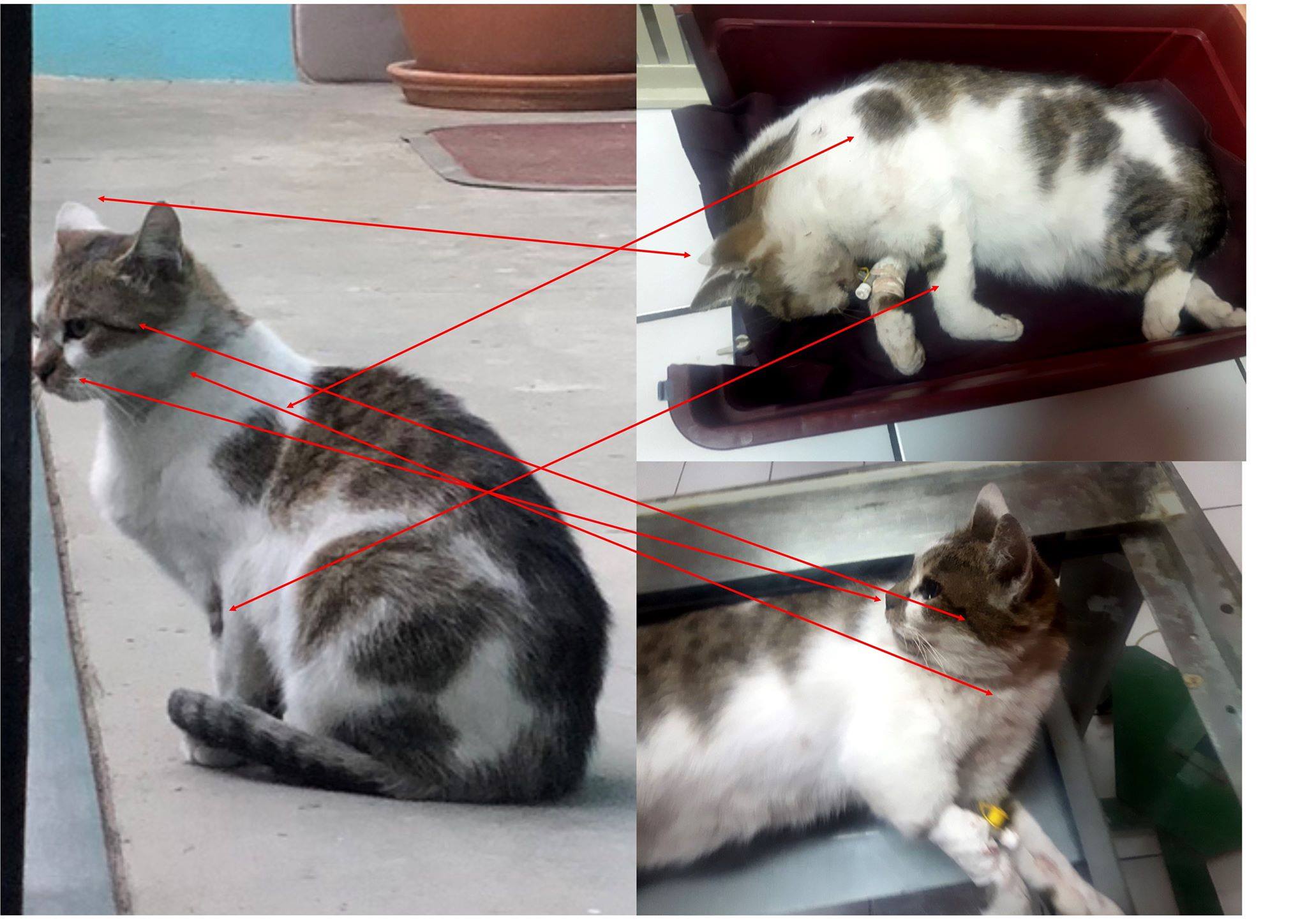 FOTO. Pisică ucisă cu cruzime. Poliția a deschis o anchetă penală