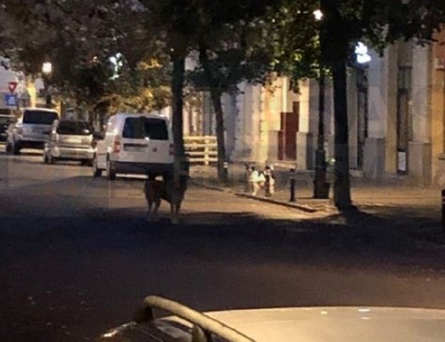 FOTO. La un pas să fie mușcați de câini, chiar în centrul orașului