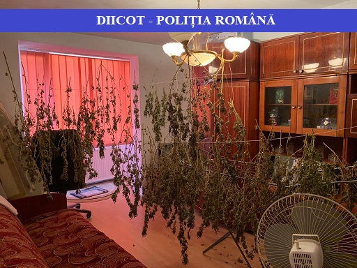 FOTO/VIDEO. Cultură de cannabis, pe maul râului. Prelucrarea, în sufragerie