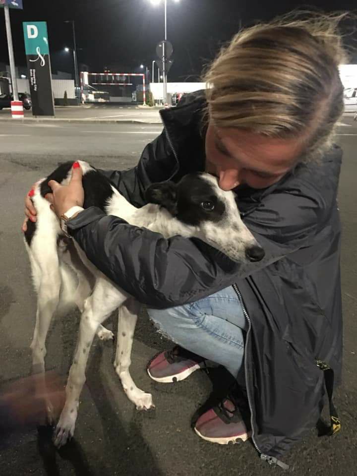 FOTO. O femeie a făcut sute de km pentru a salva un câine din Satu Mare