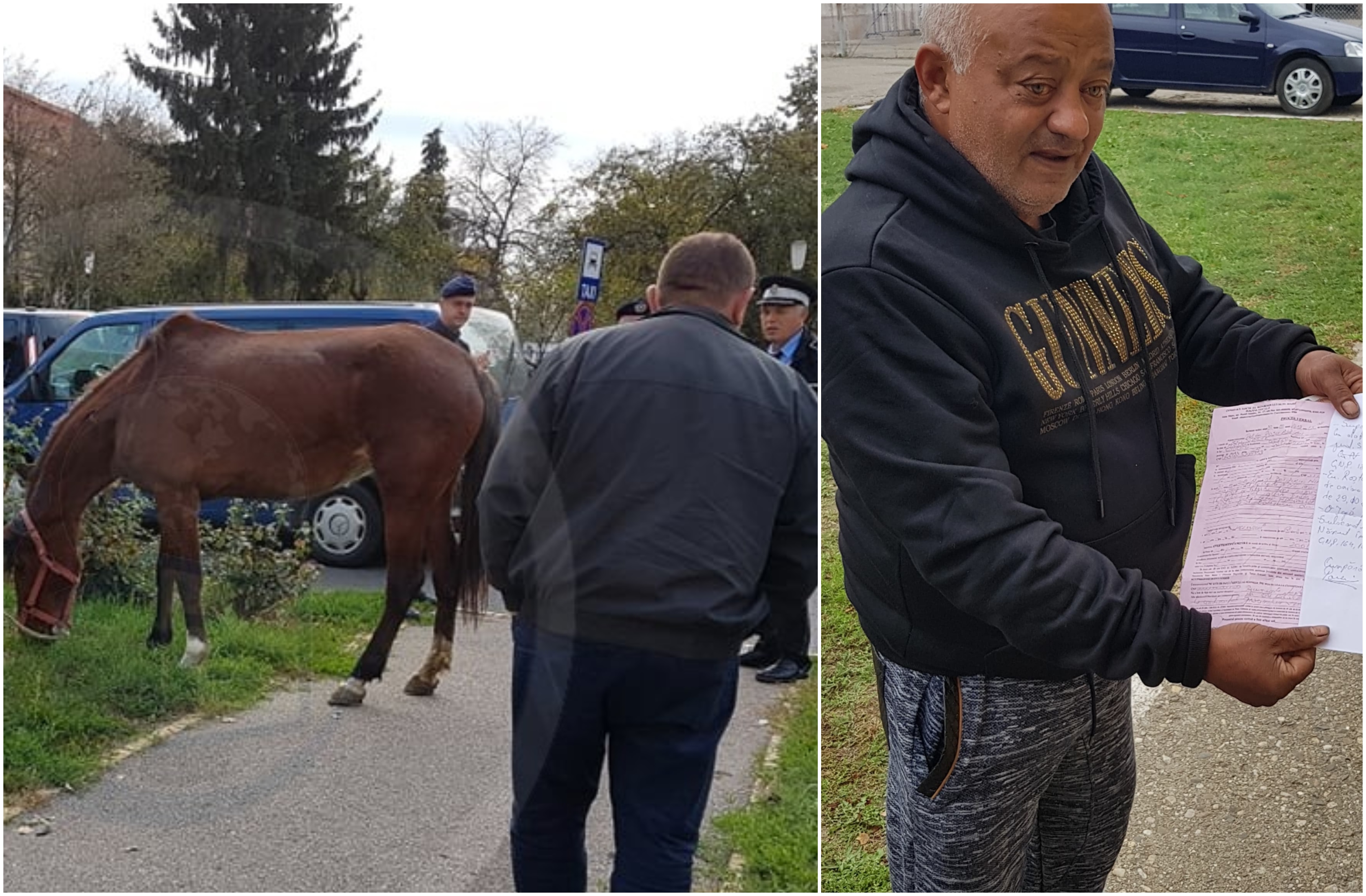 VIDEO. Povestea calului care a parcurs zeci de km. S-a oprit în municipiul Satu Mare