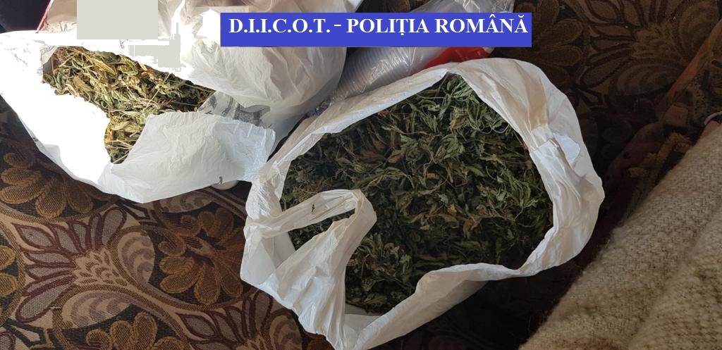 FOTO/VIDEO. Descinderi la producătorii de droguri din nord-vestul țării