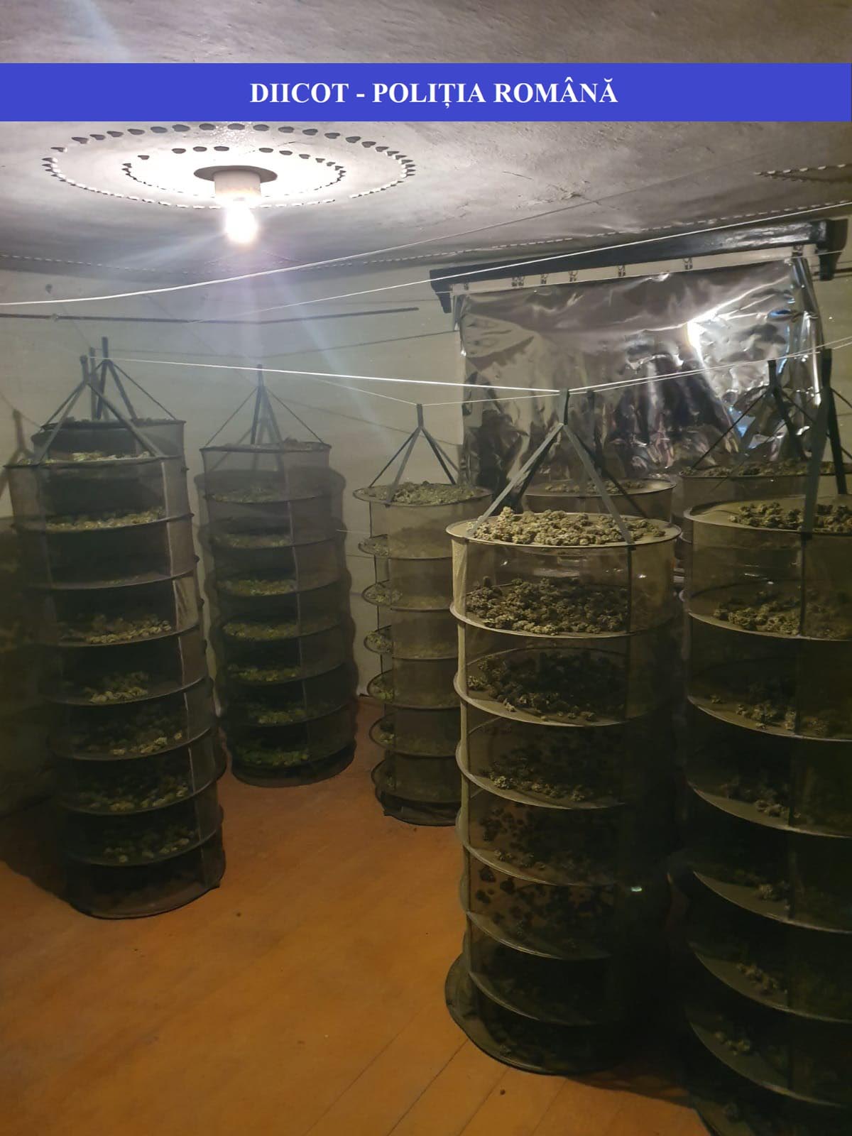 FOTO/VIDEO. Cei mai tari traficanți de cannabis din nord-vest! Saci întregi cu droguri