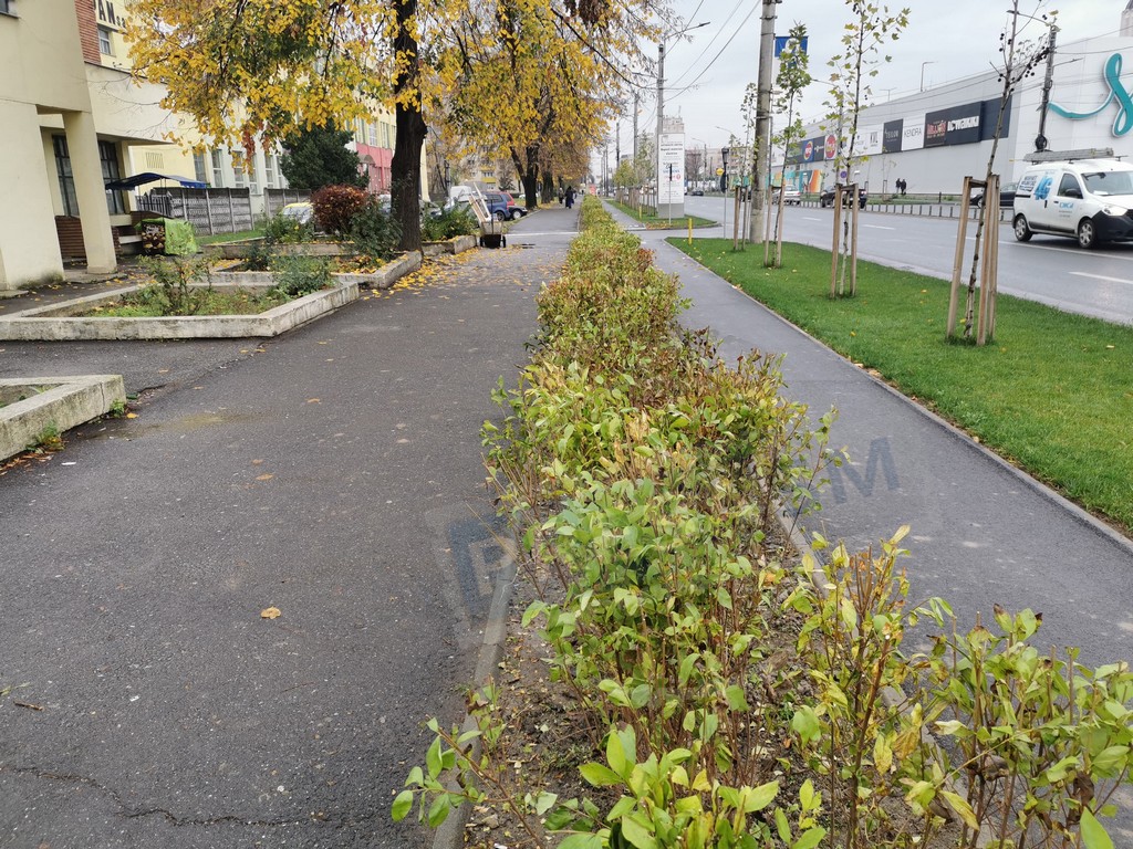 FOTO. Așa da! Gazon, copaci și gard viu pe Drumul Careiului! ”Față” nouă