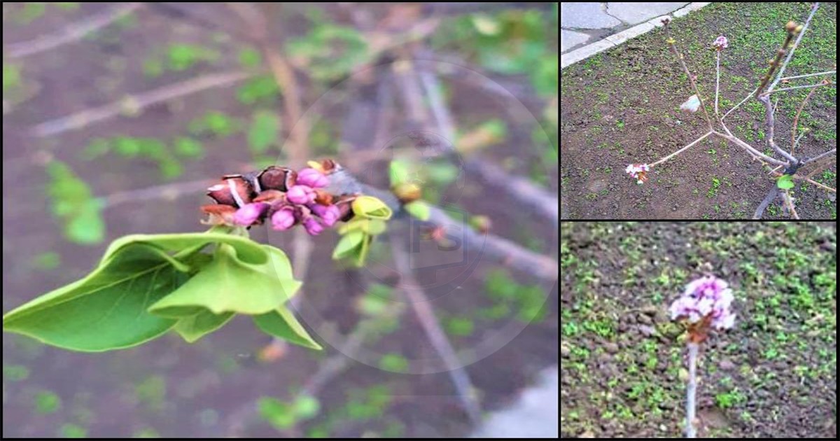 FOTO. Pe o stradă din Satu Mare vine ... primăvara, în prag de iarnă