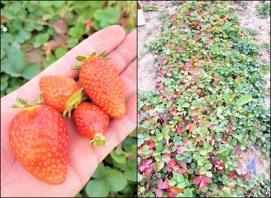 FOTO. Sătmărenii produc căpșuni și acum. Minunea de la Sărătura