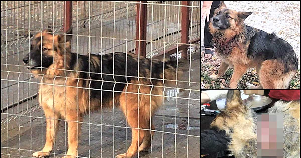 FOTO. Apel către iubitorii de animale: Cățelul găsit cu gâtul tăiat își caută o familie