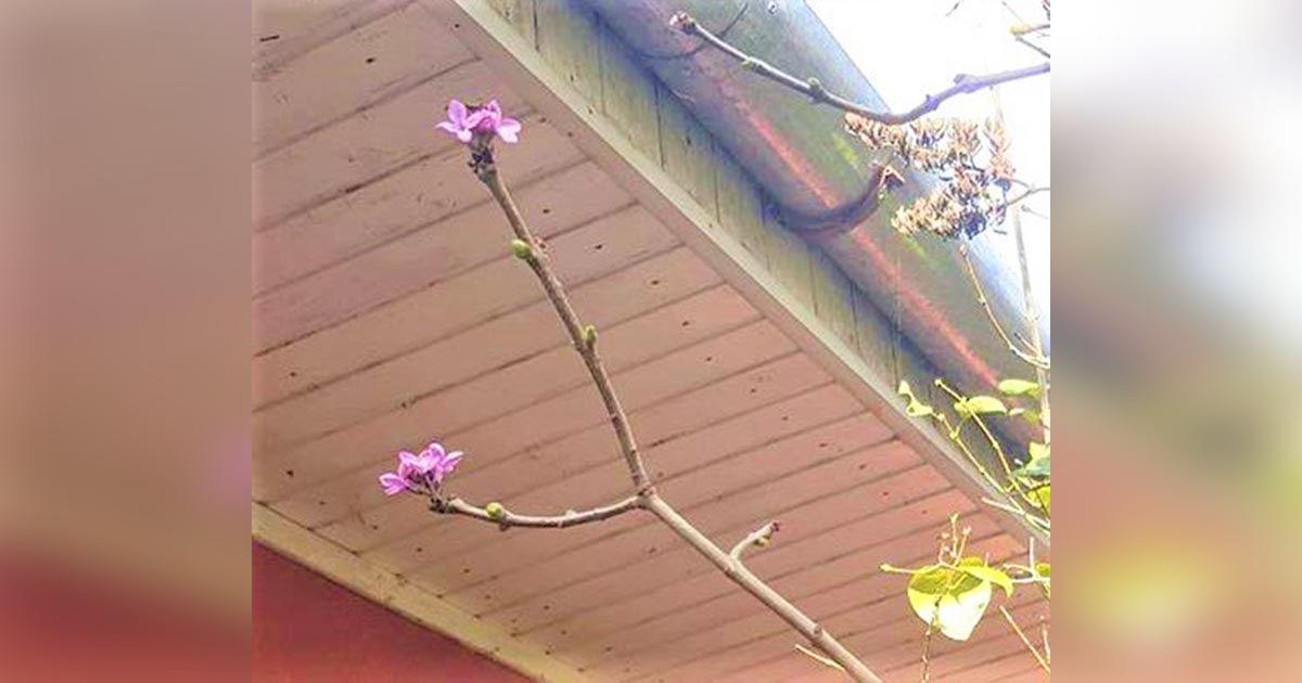 FOTO. Și liliacul e-nflorit. Vremea caldă "a păcălit" copacii