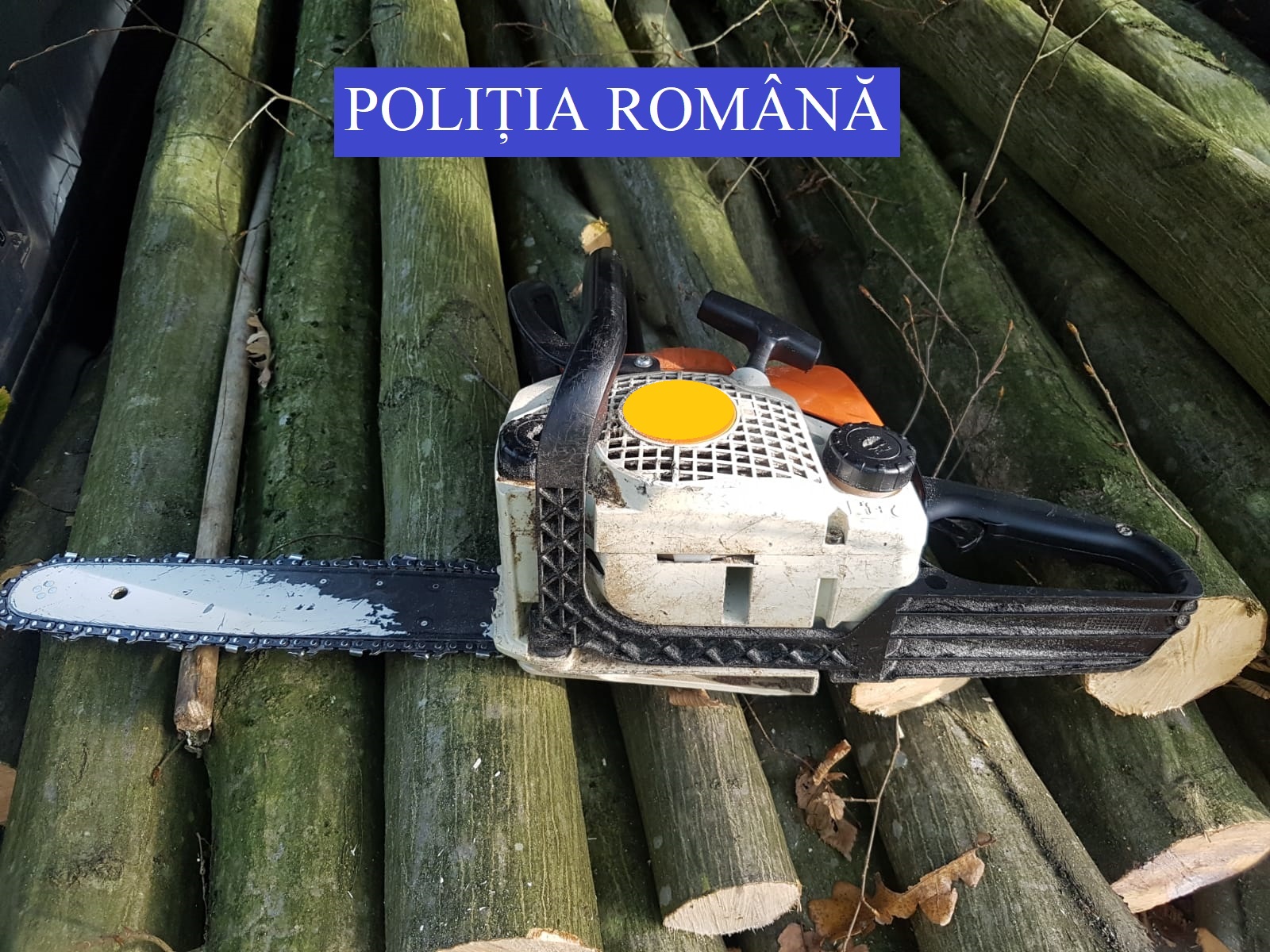 FOTO. Maramureșenii vin la tăiat de păduri în județul Satu Mare. Prinși în flagrant