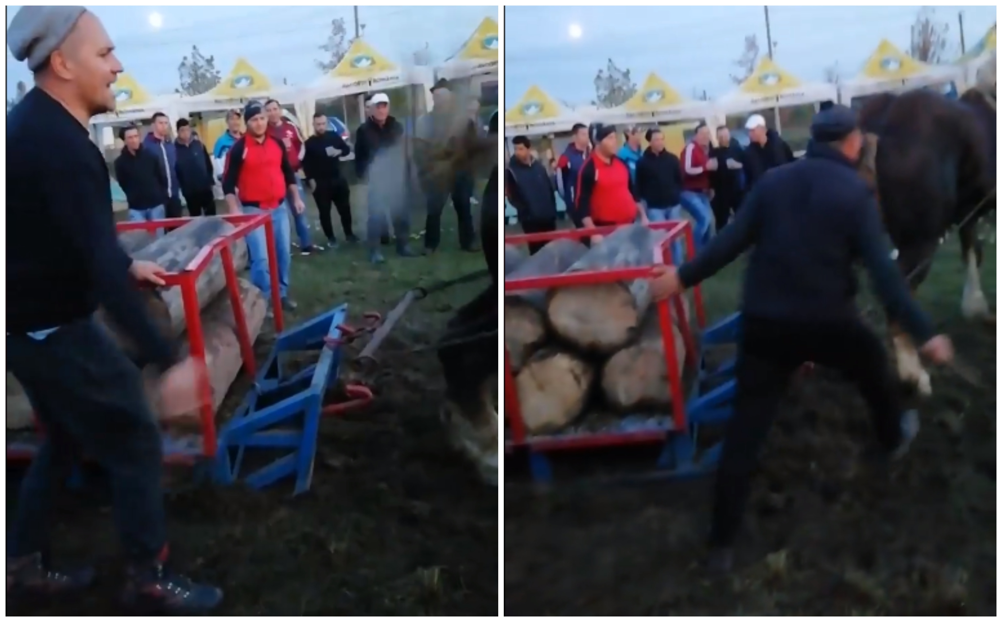 VIDEO. Cal biciuit la un concurs ecvestru. Imagini de un primitivism grotesc