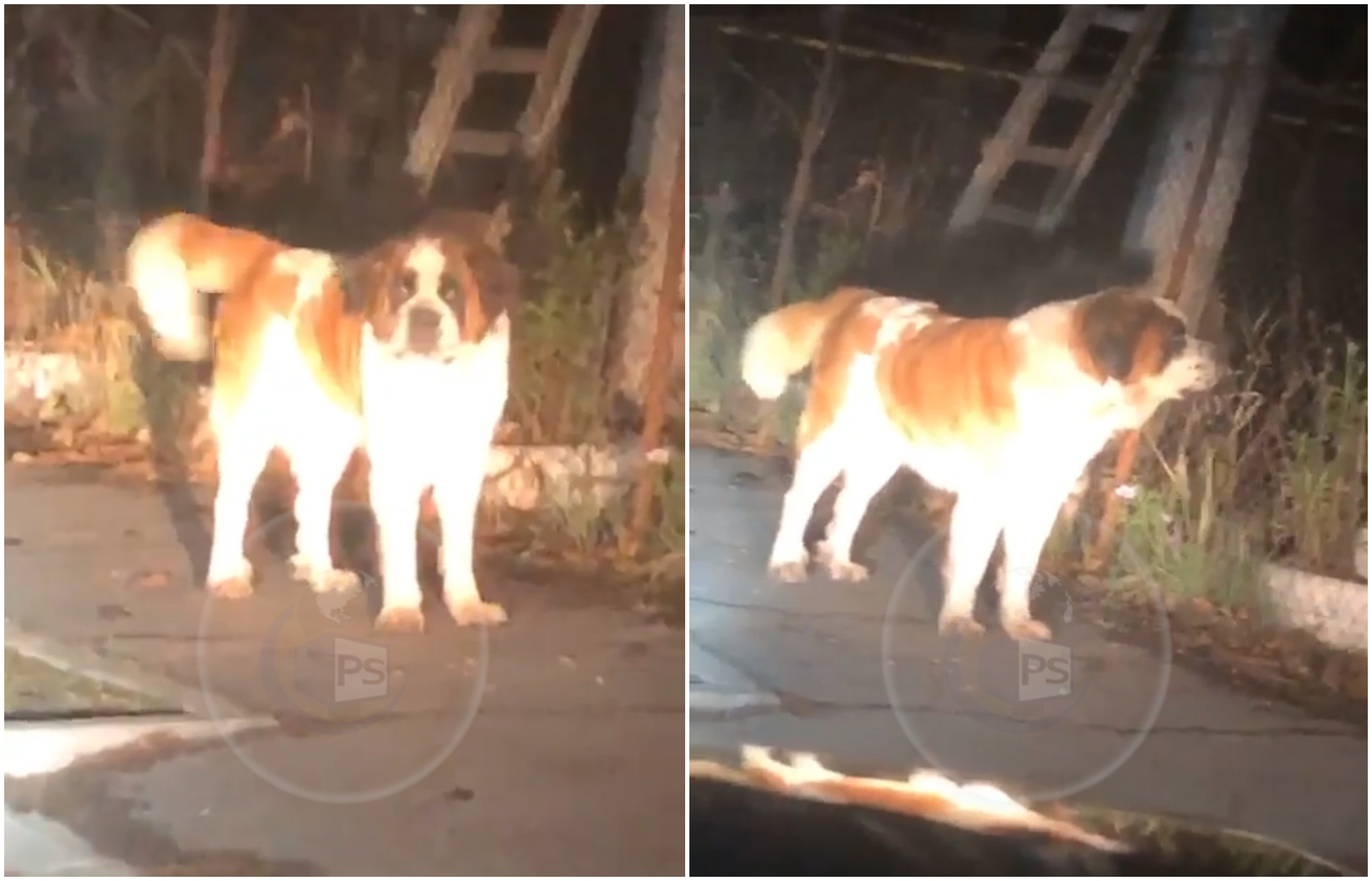 FOTO/VIDEO. Sătmărean sechestrat în mașină de un câine agresiv!