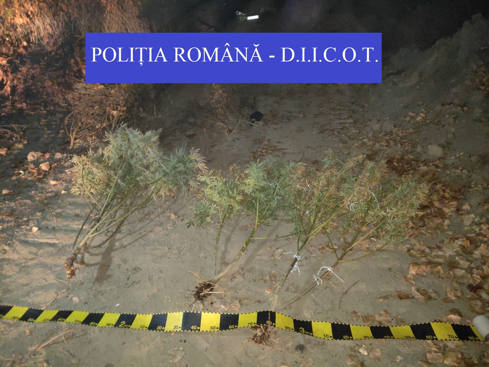 FOTO. Cultivau cannabis pe malul Someșului. Sătmărenii s-au trezit cu mascații la poartă