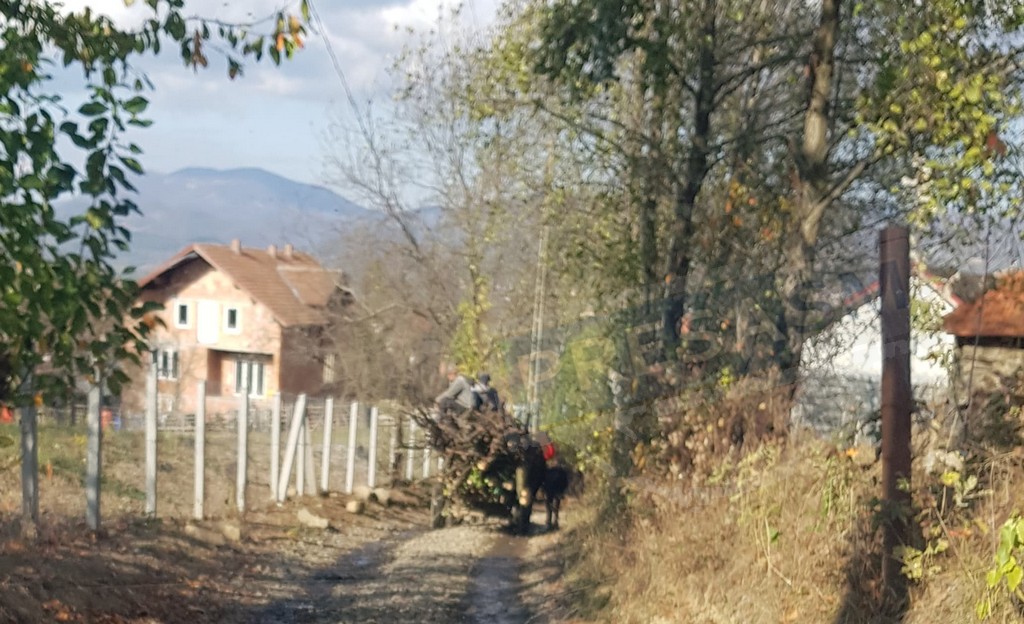 FOTO/VIDEO. Femeie atacată cu toporul de ”hoții de lemne”, în județul Satu Mare