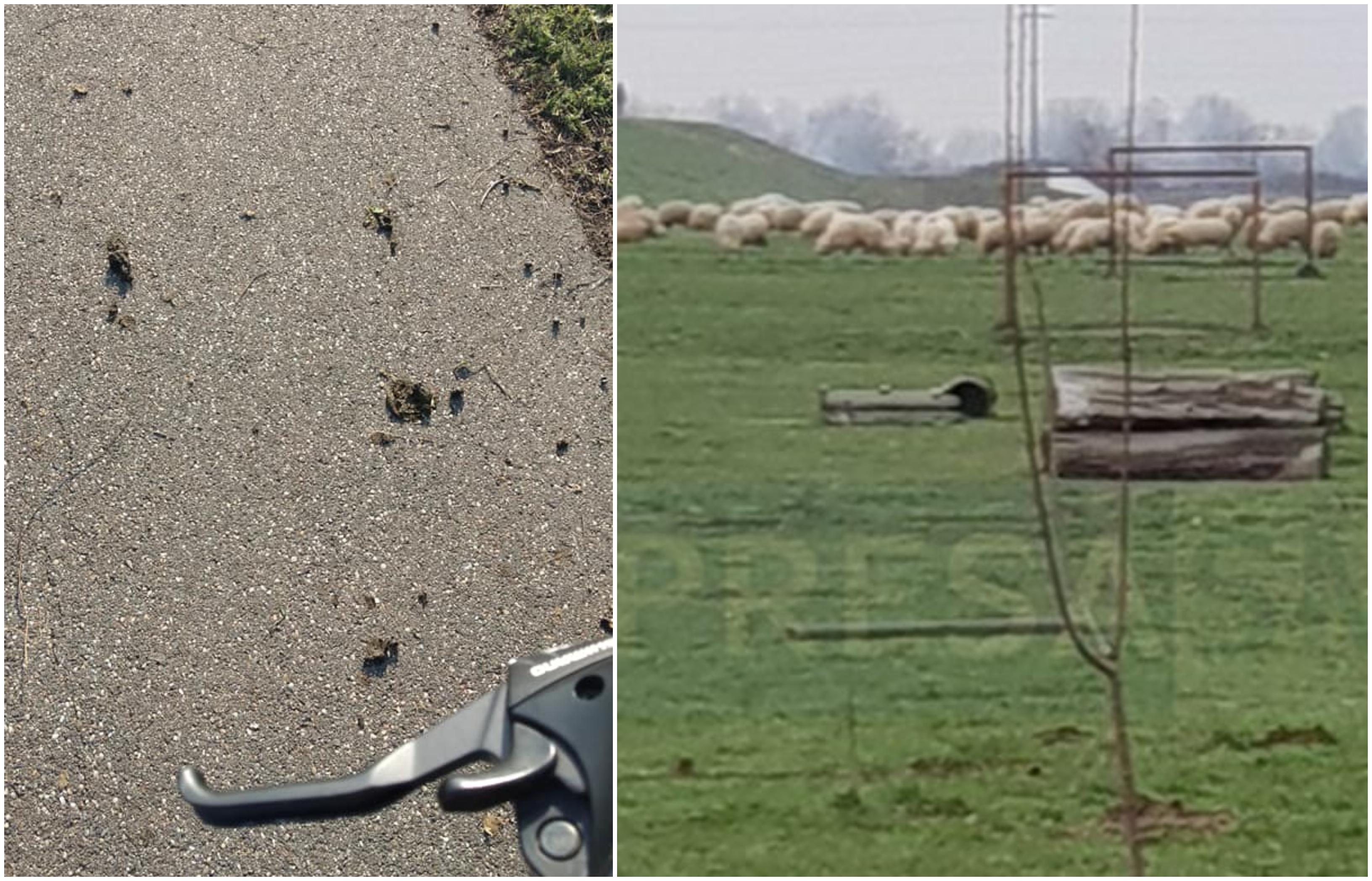 FOTO. Excremente de oi și capre pe digul Someșului. Sătmărenii, slalom printre ”rahat”