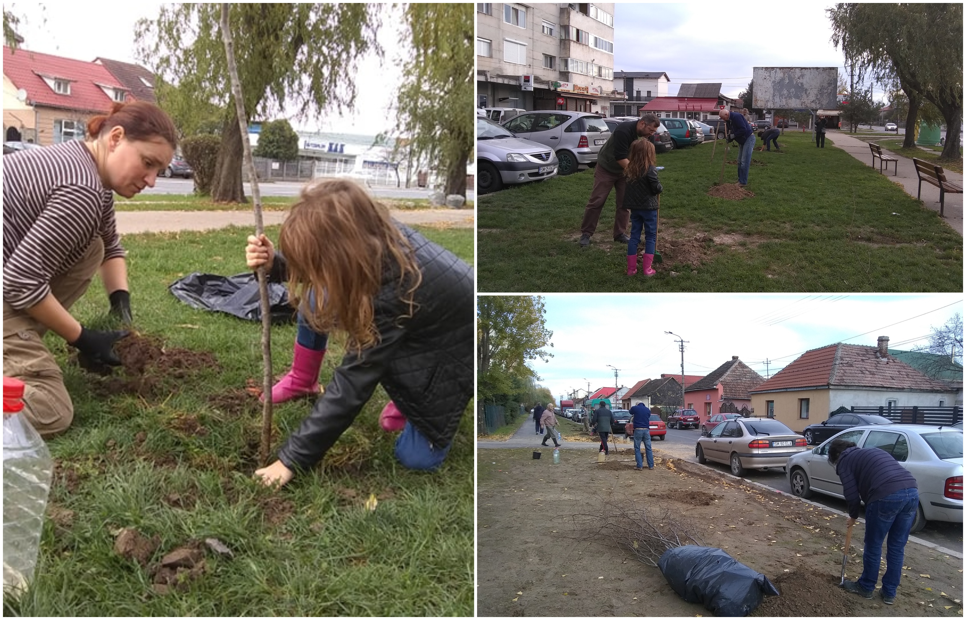 FOTO. Copii, părinți și bunici plantează zeci de copaci în municipiul Satu Mare