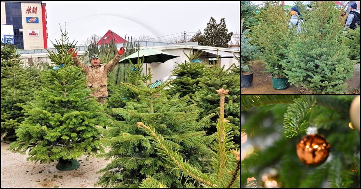 VIDEOREPORTAJ. Sătmărenii, în cursa pentru bradul perfect. Oferte bogate în piețe!