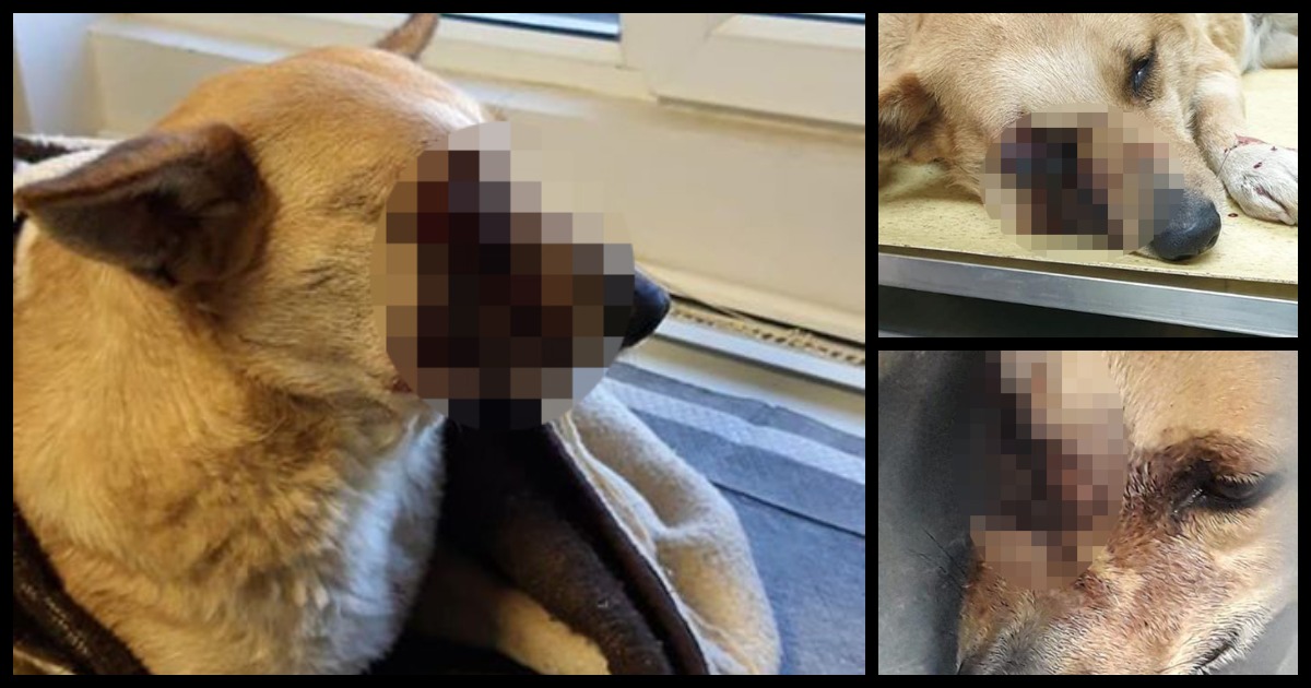 FOTO. Reacție dură în cazul de la Satu Mare: „Aceste javre sunt viitorii criminali"