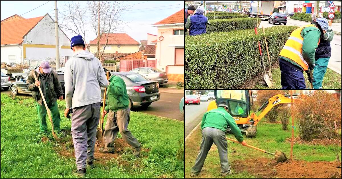 FOTO. Se poate și așa! Peste 1000 de arbori plantați la Satu Mare în această toamnă