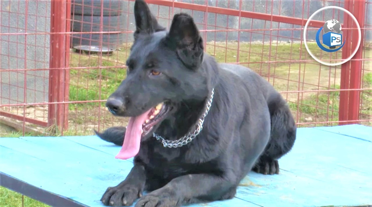 Teba, felicitată și de MAI pentru acțiunea de la Bârsău