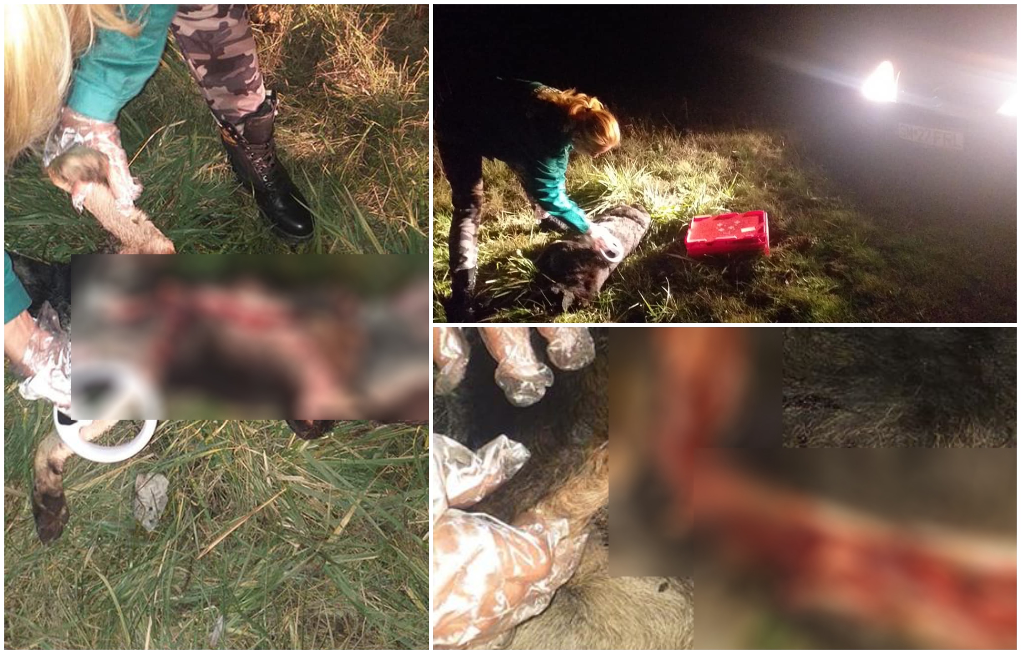 FOTO. Caz șocant de cruzime la Satu Mare. Câine tăiat, este căutat ”psihopatul”