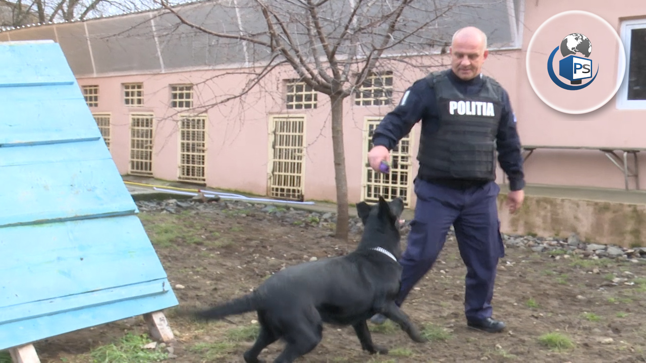 VIDEOREPORTAJ. Teba, câinele erou, care l-a prins pe criminalul din Bârsău. A mers la fix