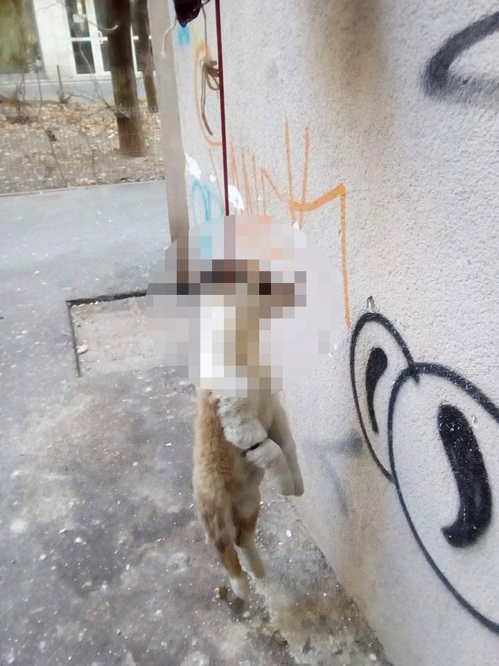 Un nou caz revoltător în România. Câine spânzurat de țeava de gaz