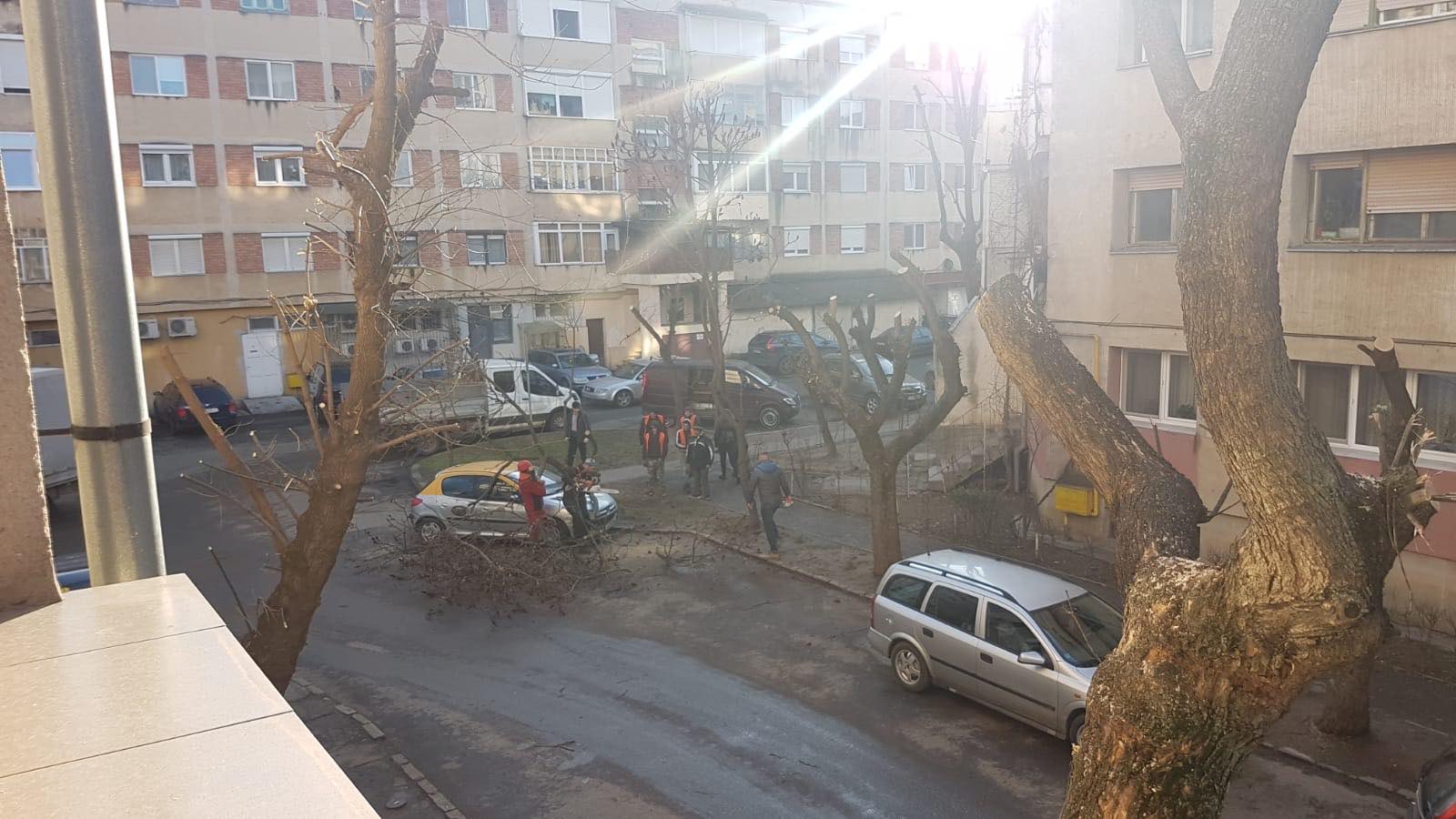 FOTO. Copac căzut peste mașină. Femeie cu creanga în brațe, opt bărbați se uită