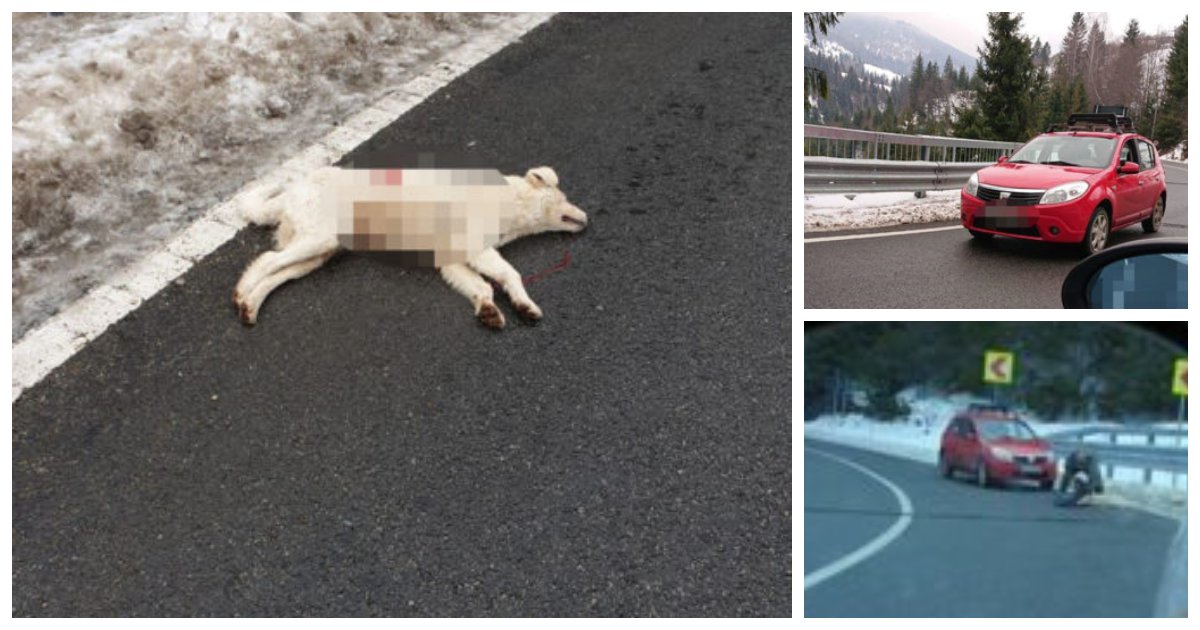 Ministrul de Interne, "indignat" de reacția Poliției în cazul câinelui împușcat