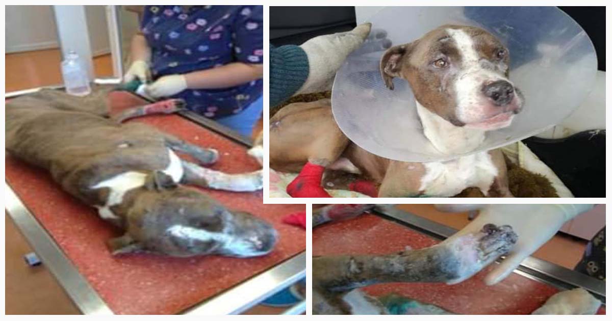 FOTO. Un cățel găsit în stare jalnică are nevoie de ajutor în Satu Mare