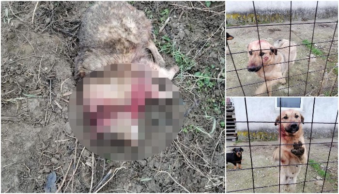 FOTO. Câine vagabond, sfâșiat de câini cu stăpân, la Satu Mare. Proprietara, dezinteresată