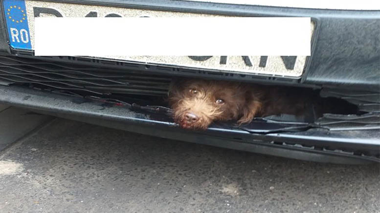 FOTO/VIDEO. O șoferiță a dat cu mașina peste un câine. Animalul a rămas încarcerat