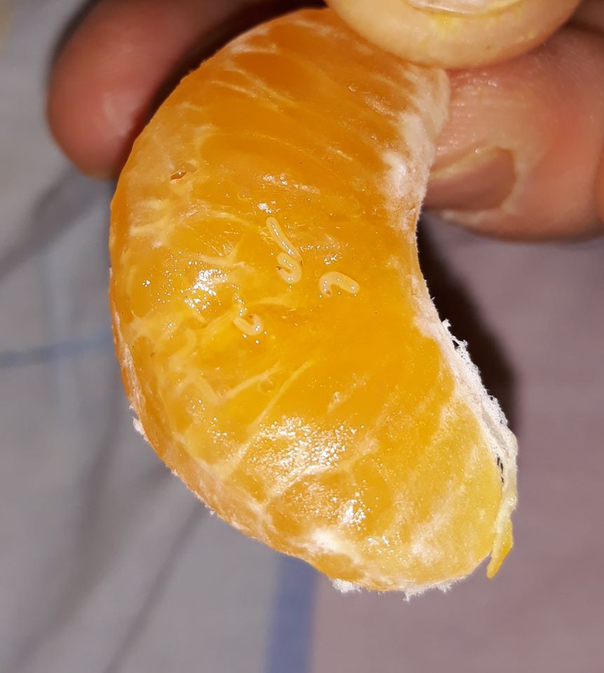 FOTO. Clementine cu viermi, cumpărate de la un celebru hypermarket