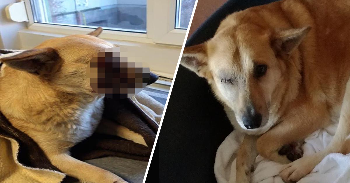 FOTO/VIDEO. Lia, cățelușa mutilată de petardă, va fi adoptată