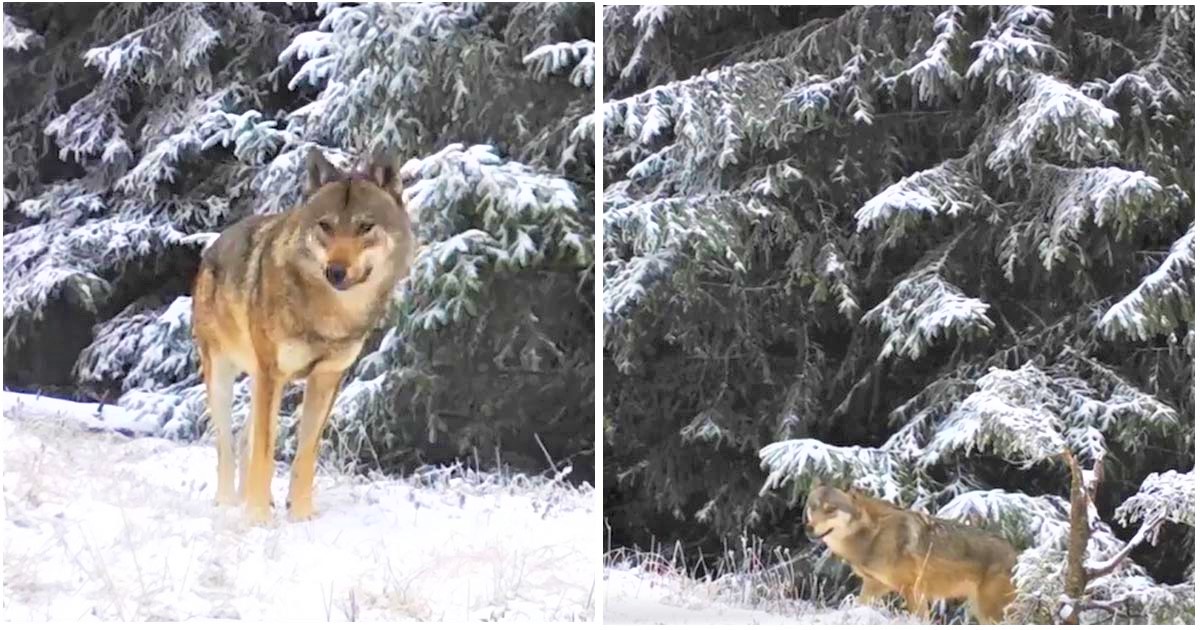 VIDEO. Filmare inedită. Cele mai frumoase imagini cu o haită de lupi dintr-un parc național