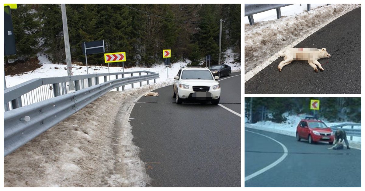 FOTO. Cine este bărbatul care a împușcat câinele de pe drumul național