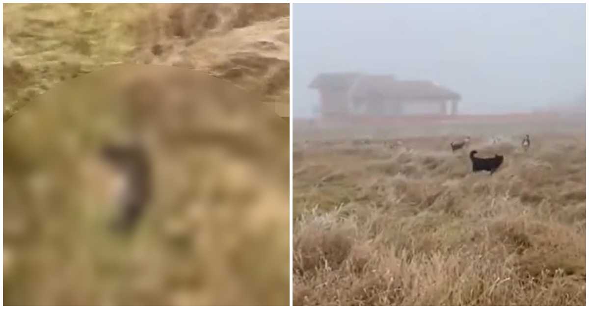 VIDEO. Și-a aruncat pisica direct în mijlocul haitei de câini. Au sfâșiat-o în câteva secunde