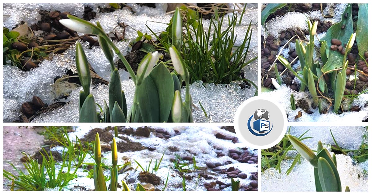 FOTO. Iarnă neobișnuit de caldă. Ghioceii au înflorit în județul Satu Mare