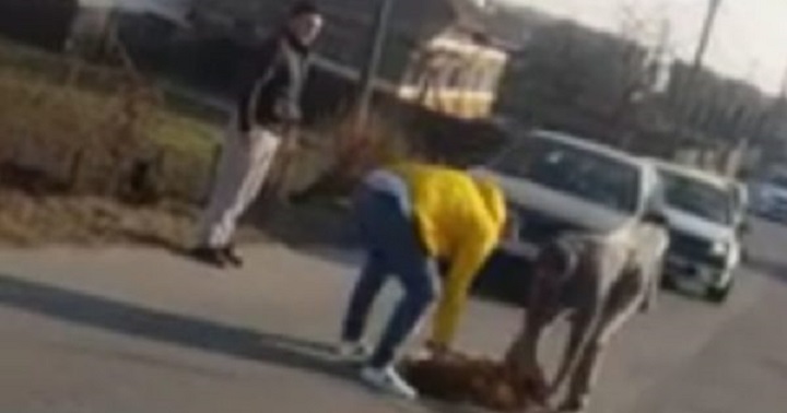 Cruzime fără margini! Câine călcat în mod intenționat de o șoferiță la Carei