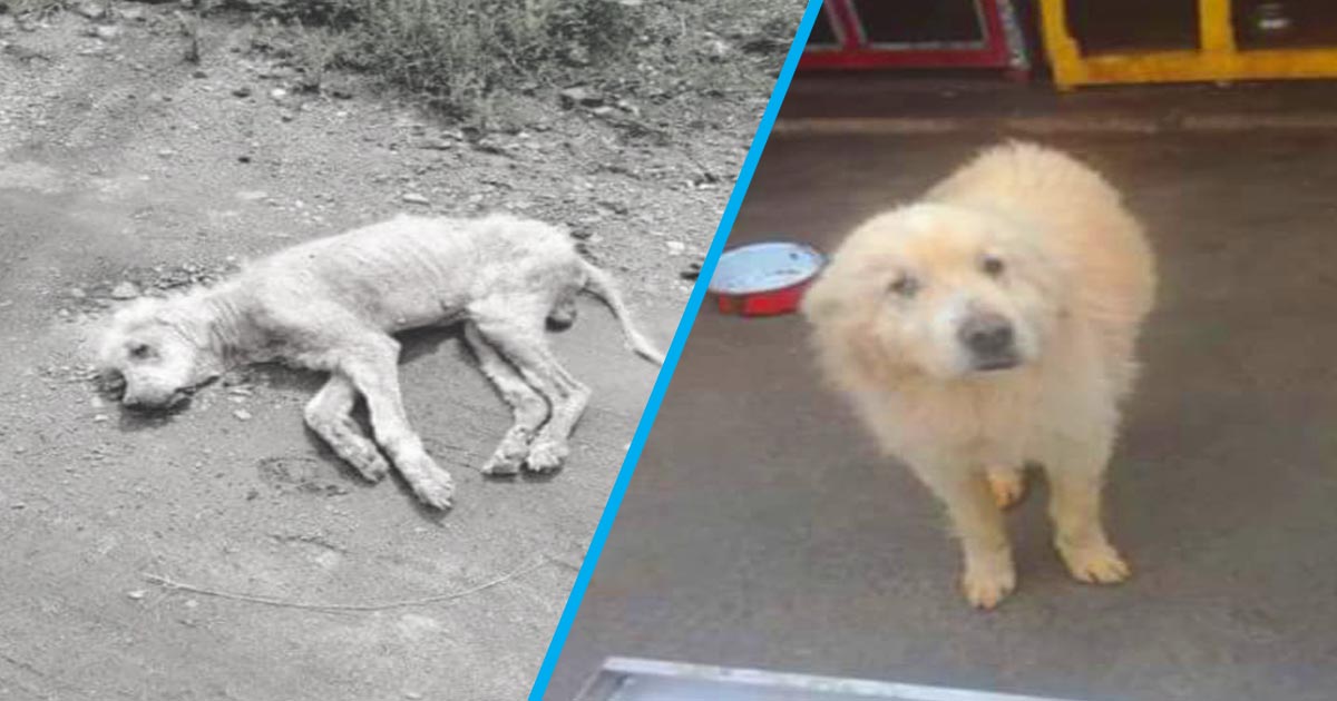 FOTO. A fost găsit mai mult mort decât viu. Acum a primit o nouă șansă