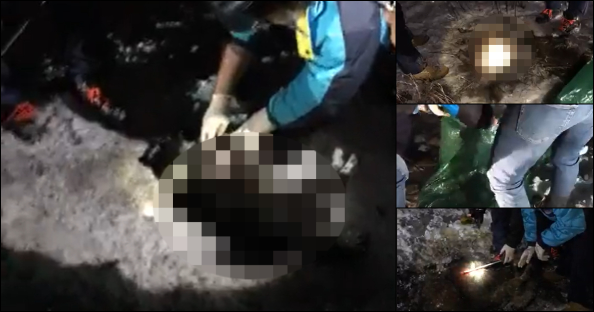 VIDEO. Câini masacrați pe un câmp din țară. Plângere direct la București