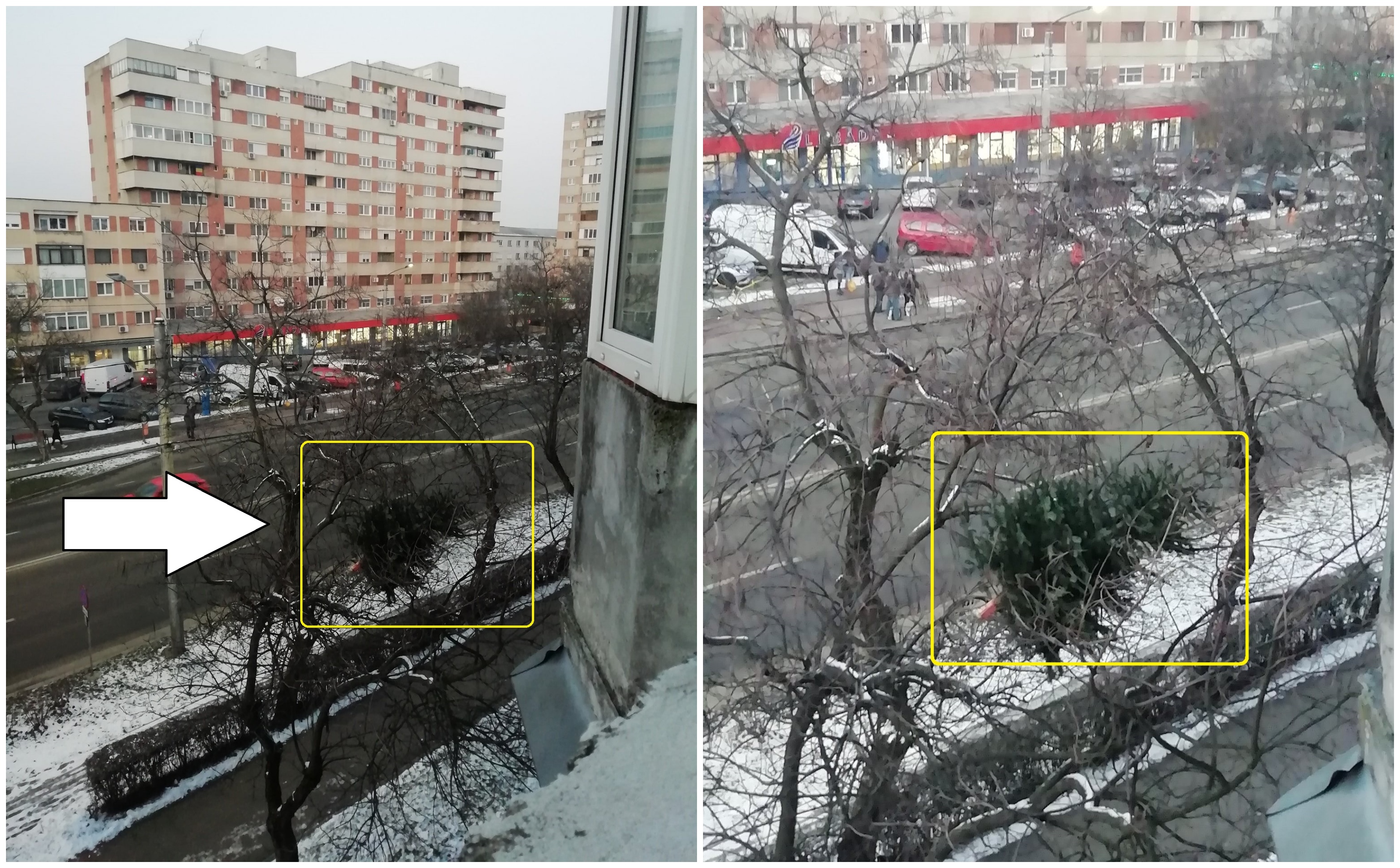 FOTO. Sătmarul minunilor. Și-au aruncat bradul direct pe geam, în copac