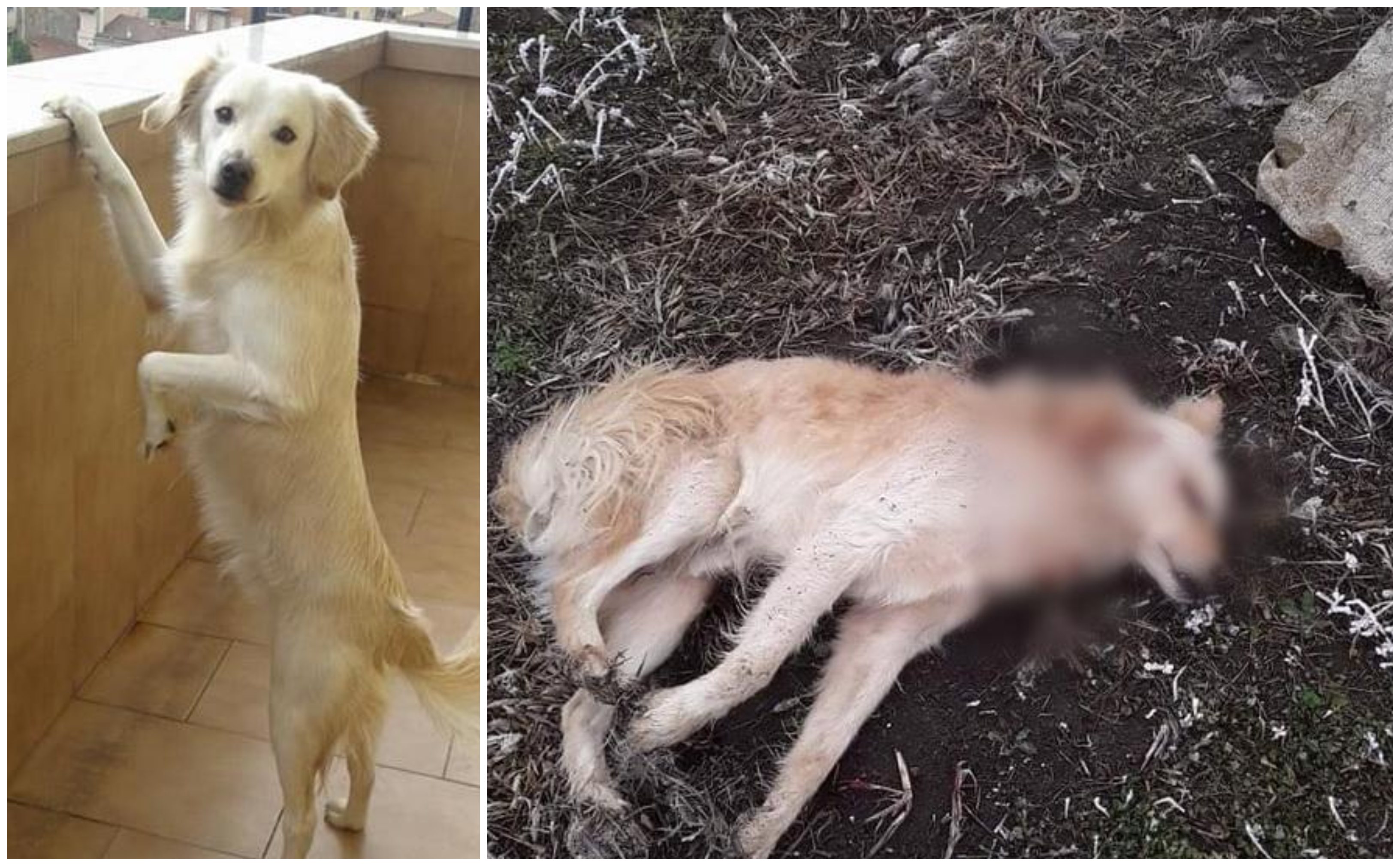 FOTO. Cruzime fără margini în județul vecin. Câine împuşcat în cap, aproape de casă