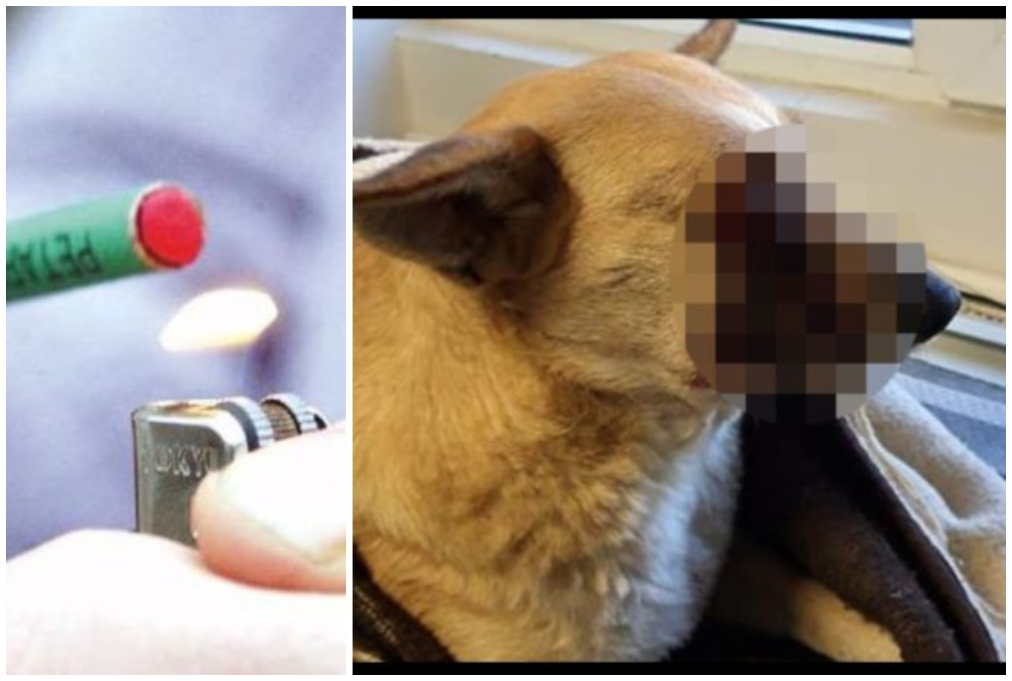 Petiție națională pentru pedepsirea celor care au băgat petardă în gura câinelui