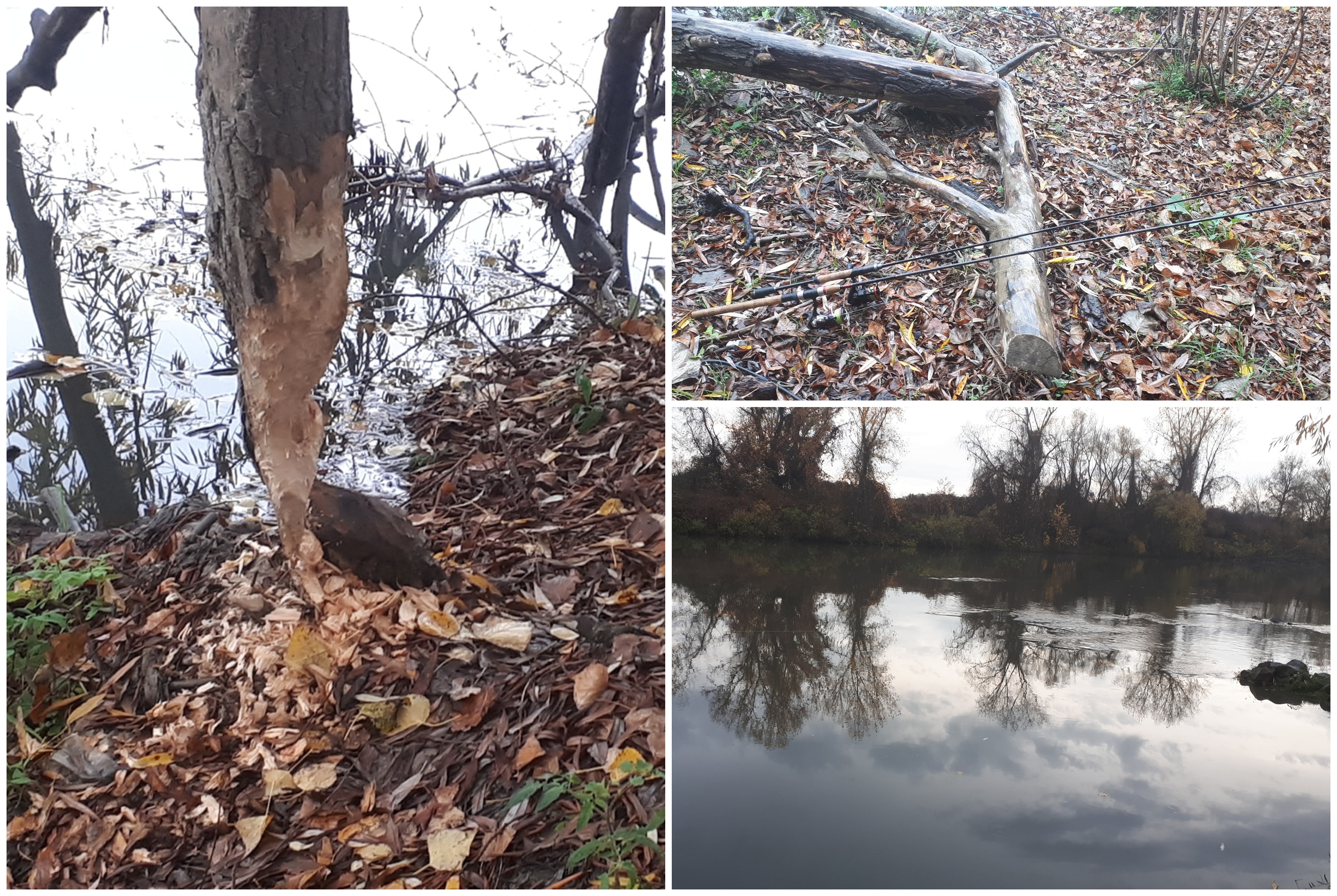 FOTO. Castorii au reapărut pe râul Someș! Faună mai bogată și spectaculoasă în județ!