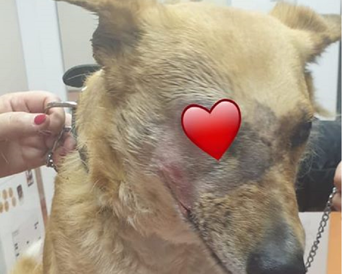 FOTO/VIDEO. Lia, cățelușa mutilată de petardă, se simte tot mai bine