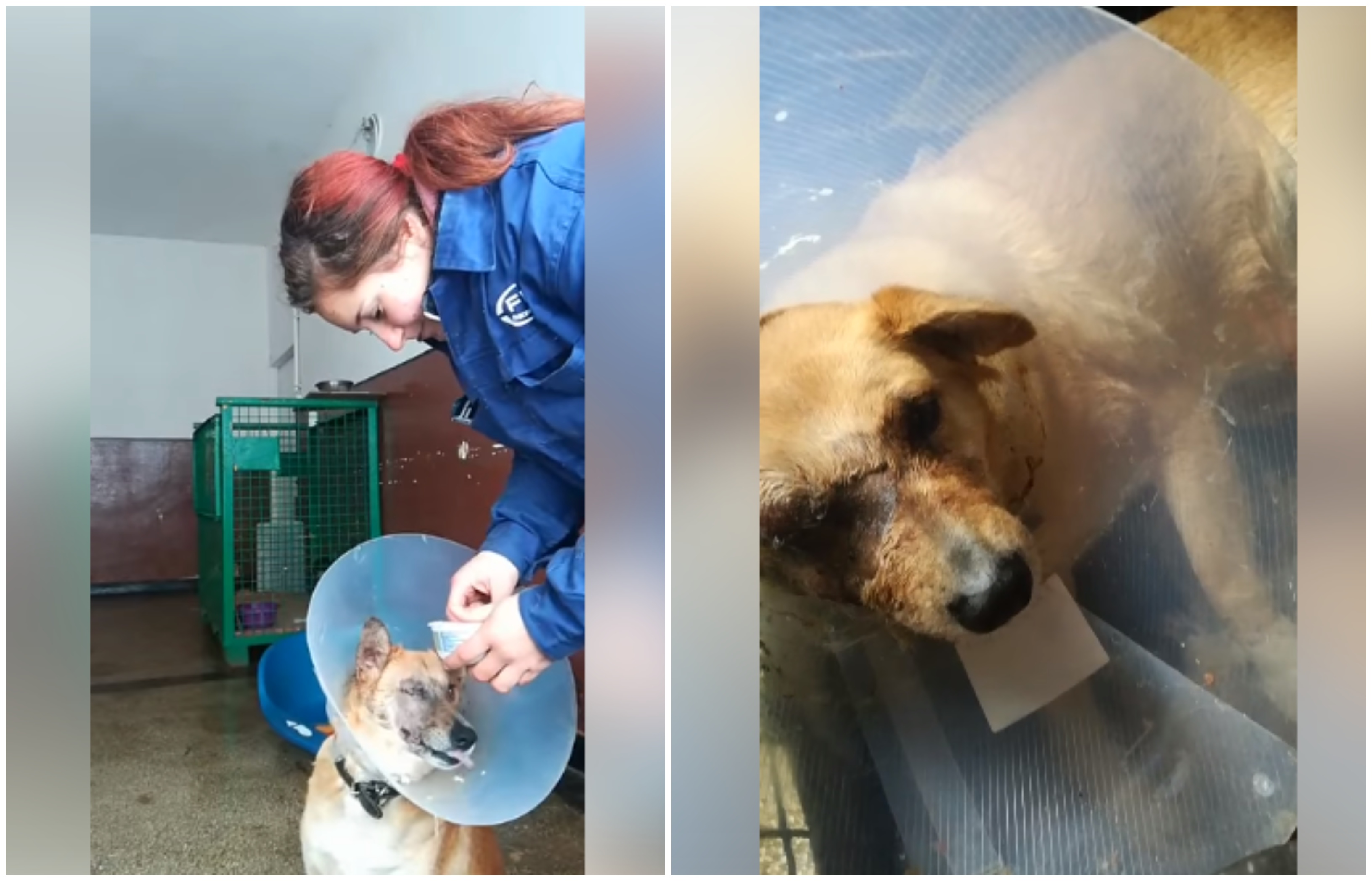 VIDEO. Cine este sătmăreanca care a salvat câinele rănit de petardă. Altfel ar fi murit