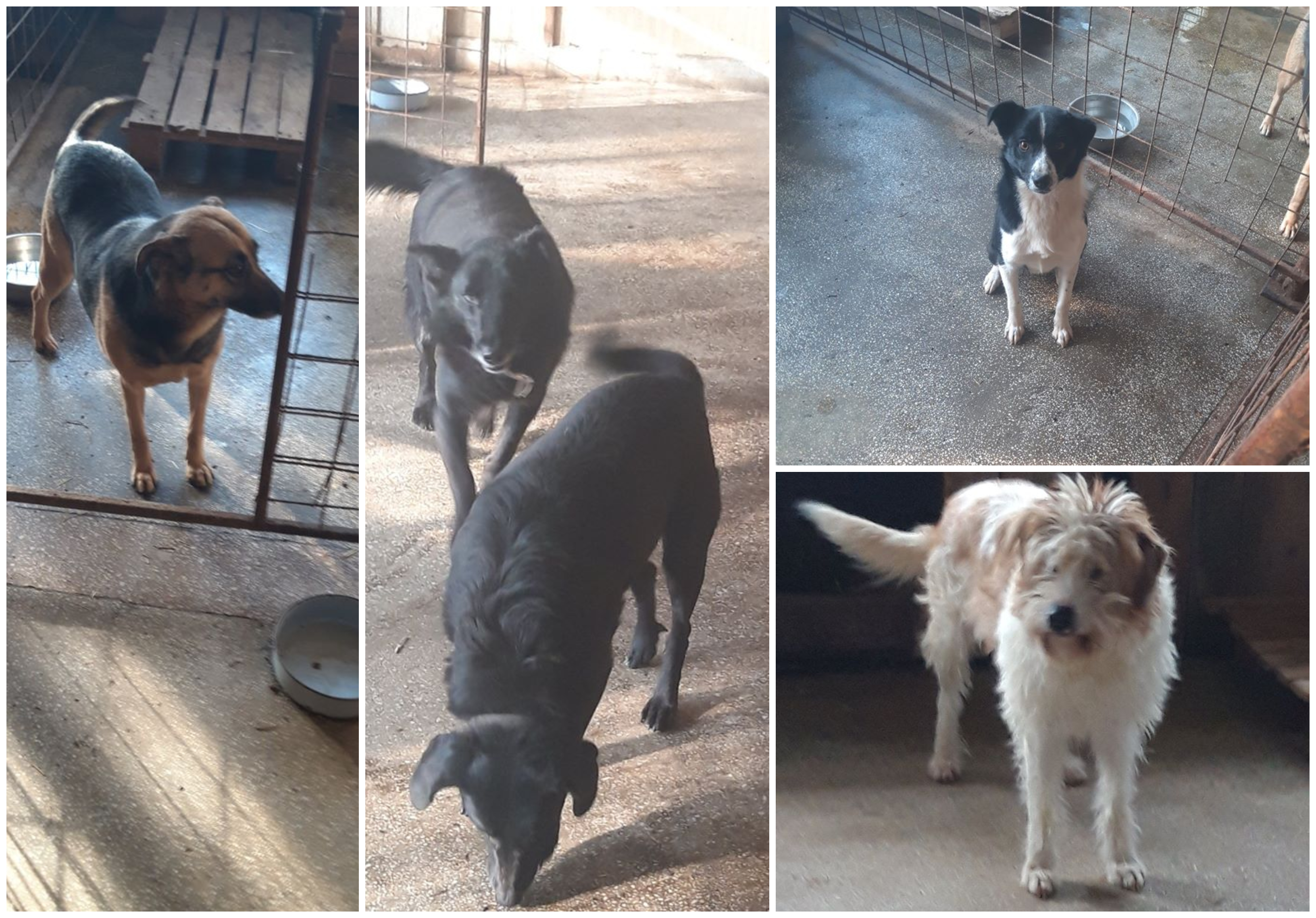 FOTO. Se închide adăpostul de la Carei! Zeci de animăluțe își caută stăpân