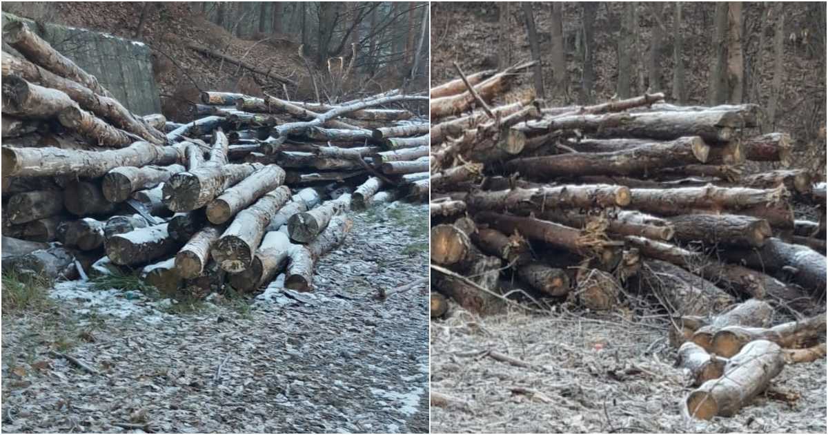 FOTO. Lovitură dură dată hoților de lemne din județul Satu Mare. Sute de metri cubi, conficate