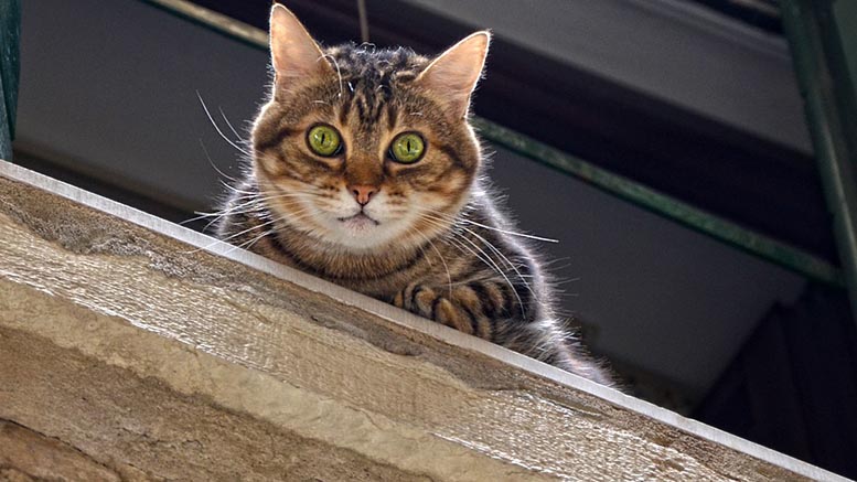 Explicația unui bărbat din Bistrița: Pisica i-a dat foc la casă